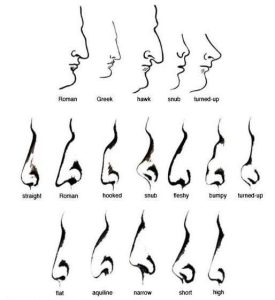 What Are the Different Types of Noses? | Dr Mark Doyle