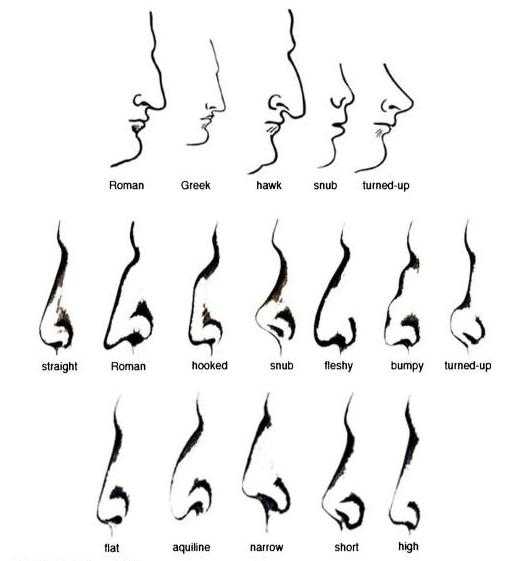 different human nose shapes