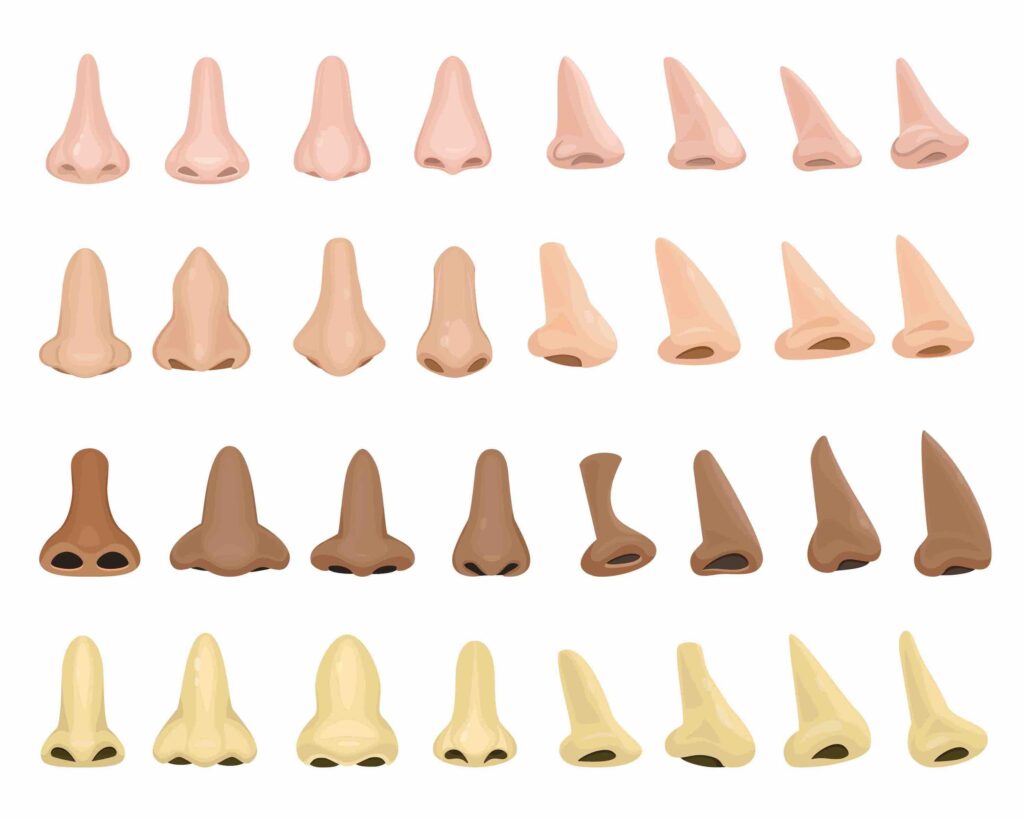 nose-shapes-chart